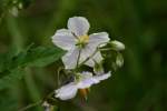 Horse Nettle / Bull Nettle