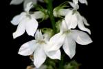 Great Lobelia