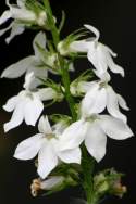 Great Lobelia