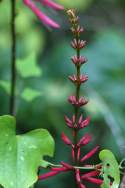 Coral Bean - Mamou