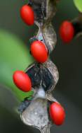 Coral Bean - Mamou