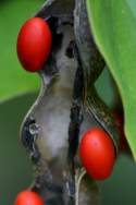 Coral Bean - Mamou