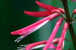 Coral Bean - Mamou