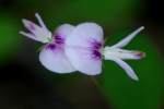 Creeping Bush Clover