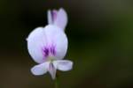 Creeping Bush Clover