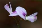 Creeping Bush Clover