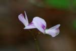 Creeping Bush Clover