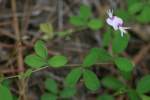 Creeping Bush Clover