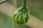 Horse Nettle / Bull Nettle