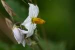 Horse Nettle / Bull Nettle