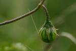 Horse Nettle / Bull Nettle