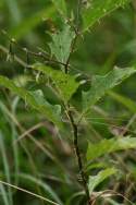 Horse Nettle / Bull Nettle