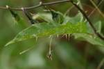 Horse Nettle / Bull Nettle