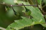 Horse Nettle / Bull Nettle