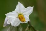 Horse Nettle / Bull Nettle