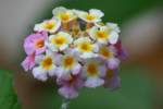 Texas Lantana