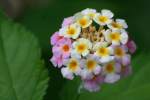 Texas Lantana