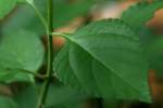 Texas Lantana