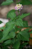 Texas Lantana