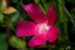 Fringed Poppy Mallow