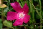 Fringed Poppy Mallow