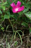 Fringed Poppy Mallow