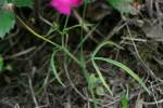 Fringed Poppy Mallow