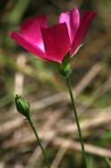 Fringed Poppy Mallow