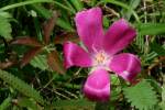 Fringed Poppy Mallow