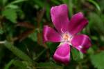 Fringed Poppy Mallow