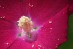 Fringed Poppy Mallow