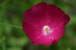 Fringed Poppy Mallow