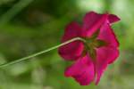 Fringed Poppy Mallow