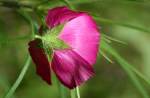 Fringed Poppy Mallow