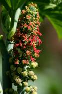 Castor Bean