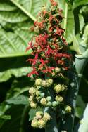 Castor Bean