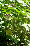 Castor Bean