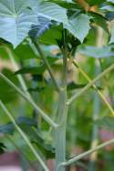 Castor Bean