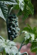 Castor Bean