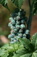 Castor Bean