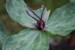 Toadshade / Red Trillium