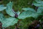 Toadshade / Red Trillium