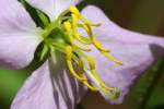 Virginia Meadow Beauty