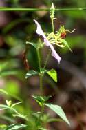 Virginia Meadow Beauty