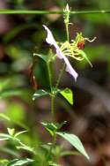 Virginia Meadow Beauty