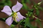 Virginia Meadow Beauty