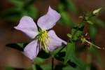 Virginia Meadow Beauty