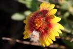 Firewheel / Indian Blanket