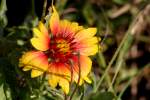 Firewheel / Indian Blanket