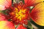 Firewheel / Indian Blanket